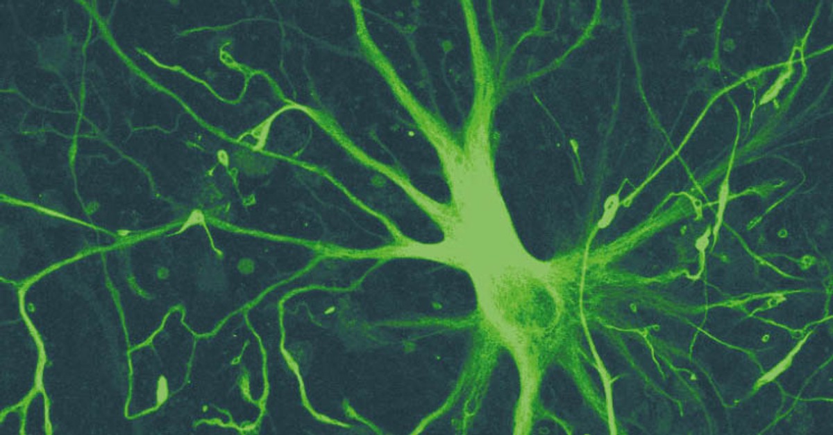 Gwiazdy w naszym mózgu