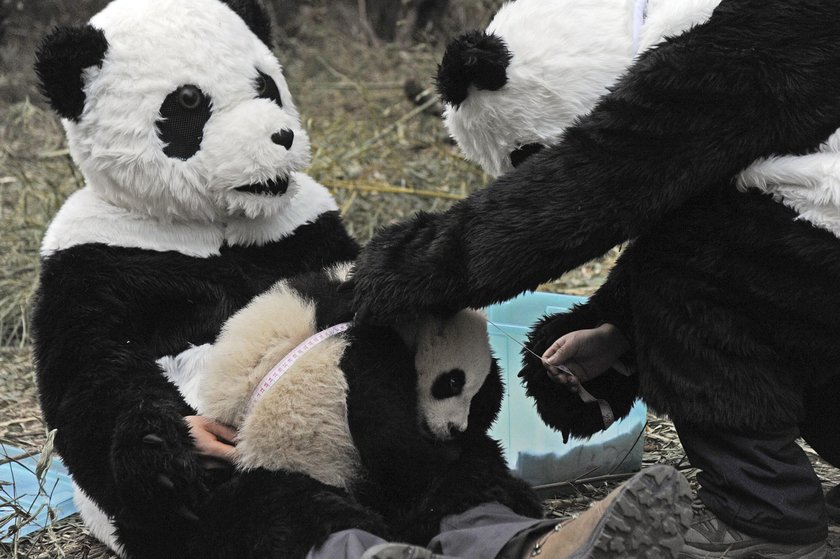 Przedszkole dla pand w Chengdu. Najsłodsze miejsce na świecie!