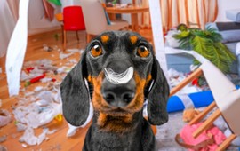 quiz-dla-wlascicieli-psow-jesli-masz-czworonoga-musisz-miec-1515