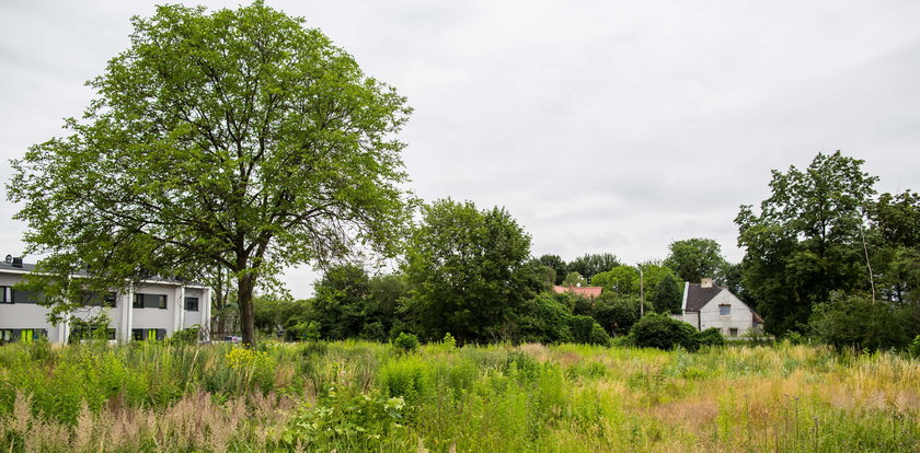 Wycięli drzewa pod park, a parku nie ma