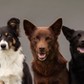 three dogs sitting in studio