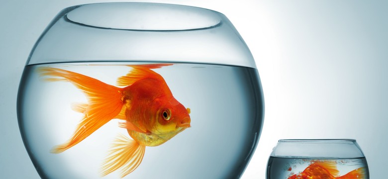 Wkurza nas, że inni mają więcej. I że to się nie zmieni