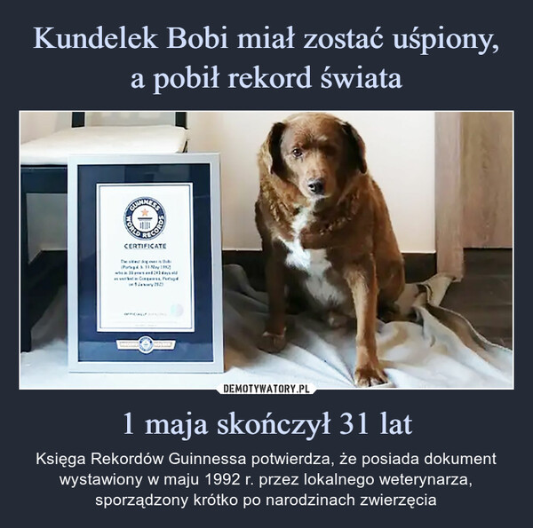 Dzień Kundelka. Oto najlepsze memy