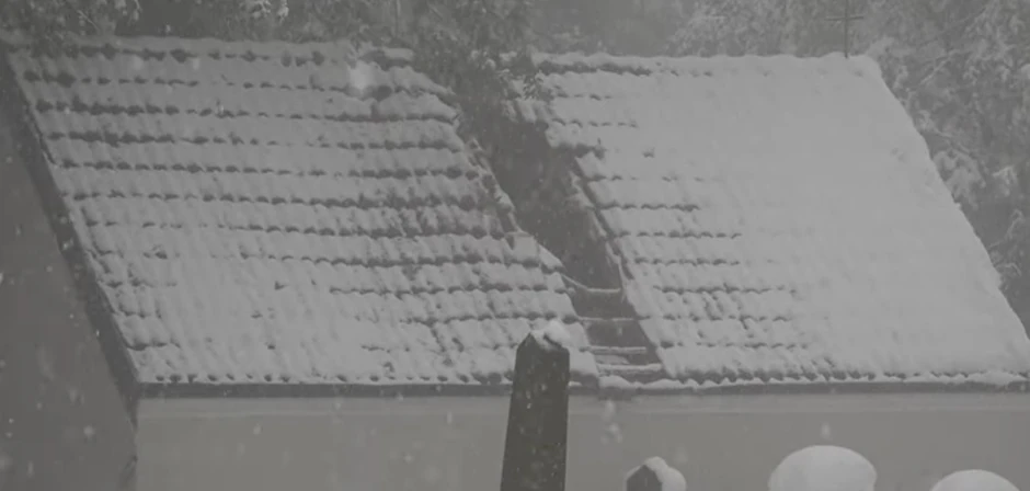 Pao hrast na Palibačkom groblju