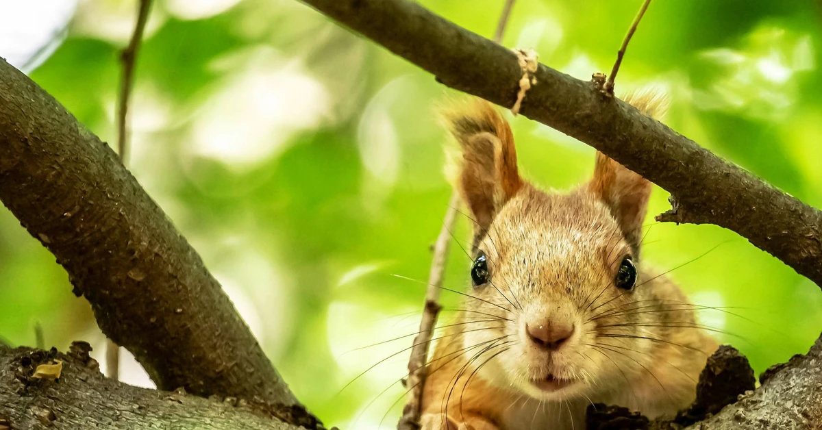 Odgadniesz po trzech słowach co to za zwierzę? Quiz (nie tylko) dla miłośników zwierząt!
