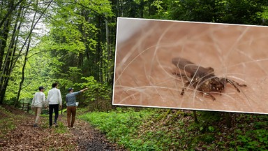 "Latające kleszcze" atakują. Wchodzą do nosa, uszu i pod powieki