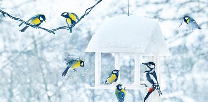 Co trzeba wiedzieć o dokarmianiu ptaków zimą