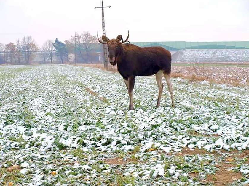 Przystanek Alaska pod Łodzią