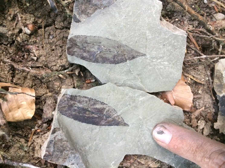 Zárvatermő növény levél fosszíliája /Fotó: ELTE