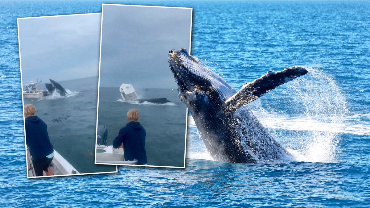 Wieloryb staranował i wywrócił łódź z ludźmi. Przerażające nagranie niesie się po sieci
