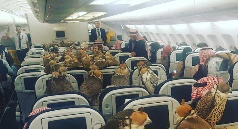 hawks on plane