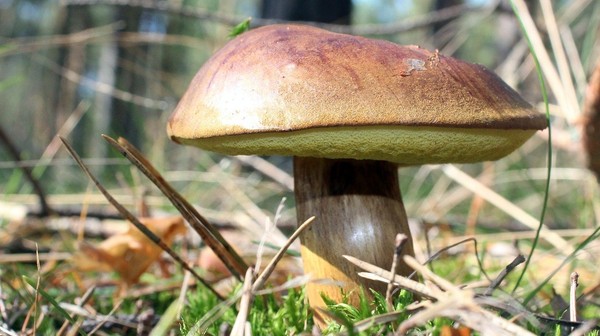 Grzyby już są. Trwa sezon na grzybobranie. Podpowiadamy dobre miejsca dla grzybiarzy z okolic Krakowa