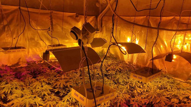 Nielegalna plantacja marihuany pod Sieradzem. Akcja policji