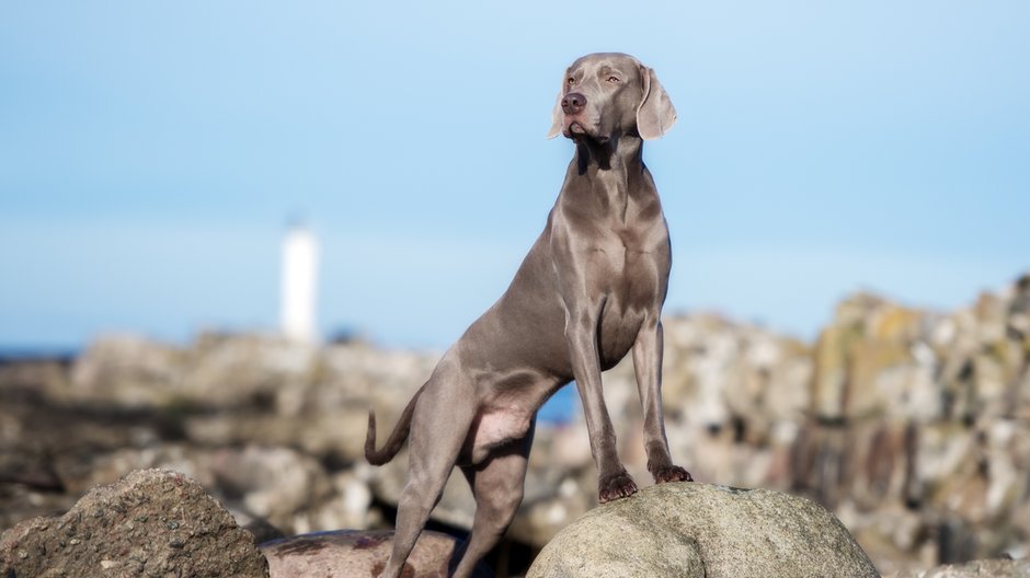 Weimaraner - otsphoto/stock.adobe.com