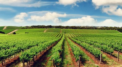 Alongside becoming an apex investment destination in Africa, Tanzania is also a top food producer 