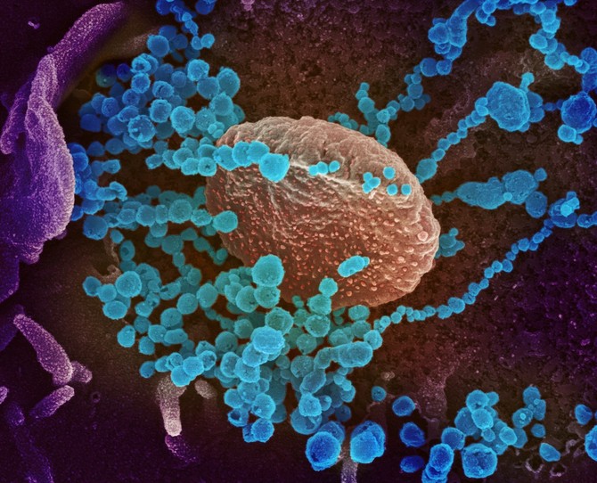 Korona virus