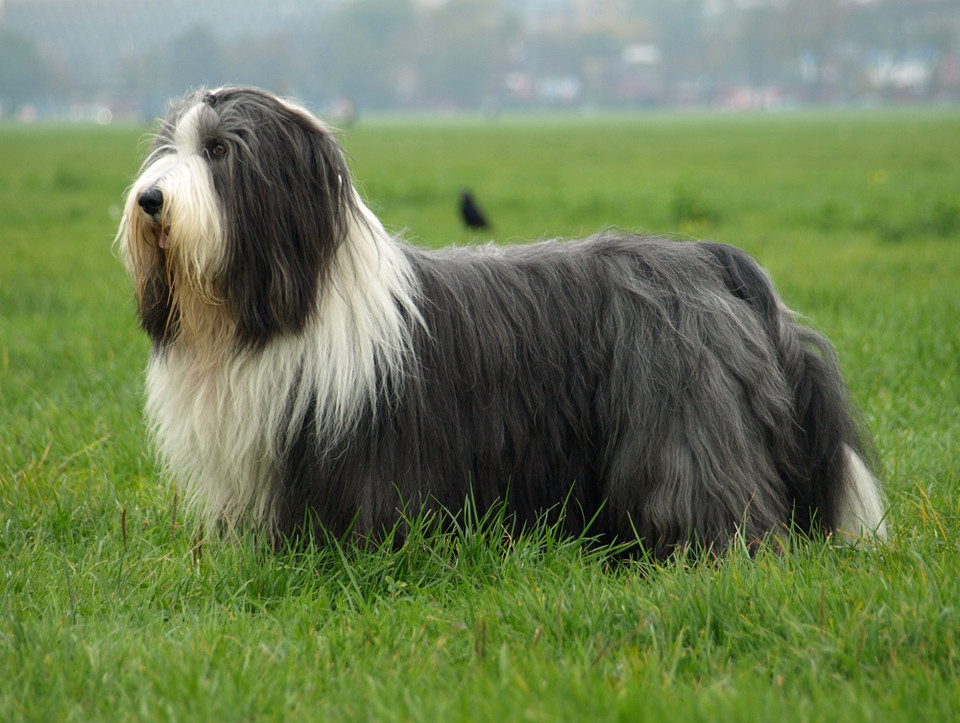 4. Psy do mieszkania w bloku - najlepsze rasy:
Bearded Collie