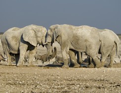 Olejek z konopi zredukuje stres u słoni? W warszawskim zoo ruszają badania