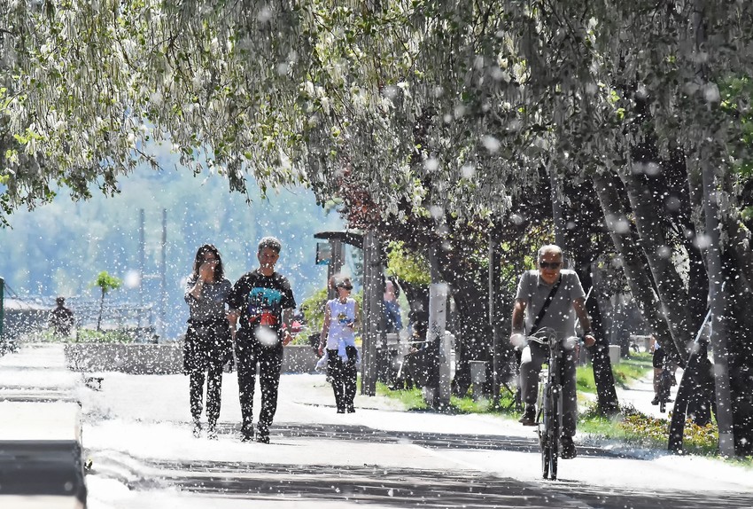 Cvetanje topole alergija
