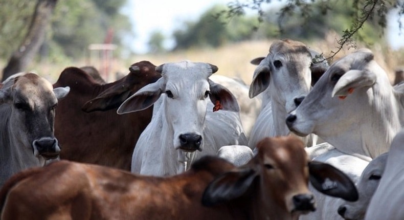 21 African countries with the highest cattle population and beef production volumes