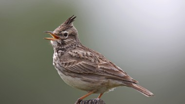 Pogodny quiz z polskich ptaków. 20/20 tylko dla orłów