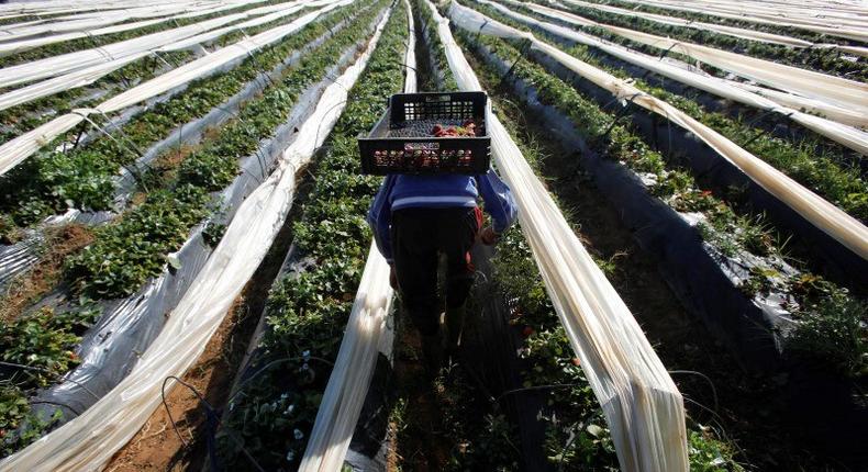 A farmer picks strawberries, to be exported, in a field in the town of Moulay Bousselham in Kenitra province March 15, 2014. 