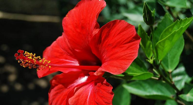 Hibiscus flower