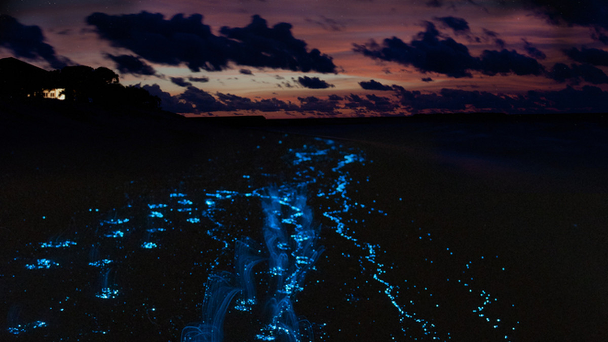 Jest ich tylko kilka na świecie. Bioluminescencyjne zatoki, świecące neonową poświatą dzięki mikroskopijnym glonom, to jedno z najwspanialszych zjawisk naturalnych na świecie. Trzy z nich: Vieques, La Parguera i Fajardo znajdują się w Portoryko. Ostatnia z nich z niejasnych powodów przestała świecić.