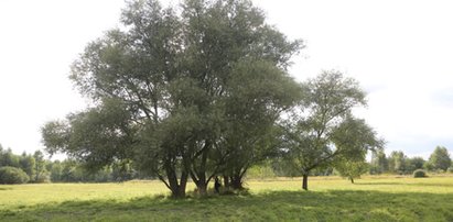 To on znalazł 13-latki powieszone na wierzbie pod Warszawą