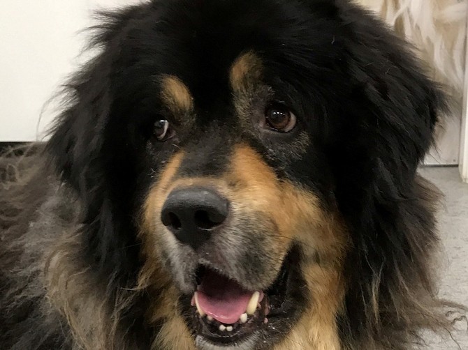 Mislili su da su kupili tibetanskog mastifa, a onda je pas počeo da hoda na dve noge