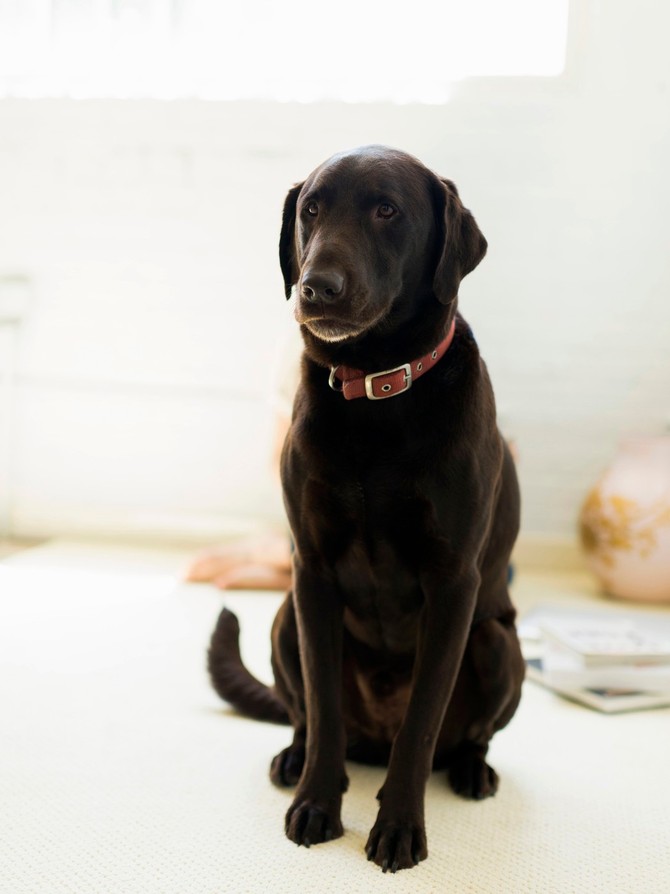 Labrador