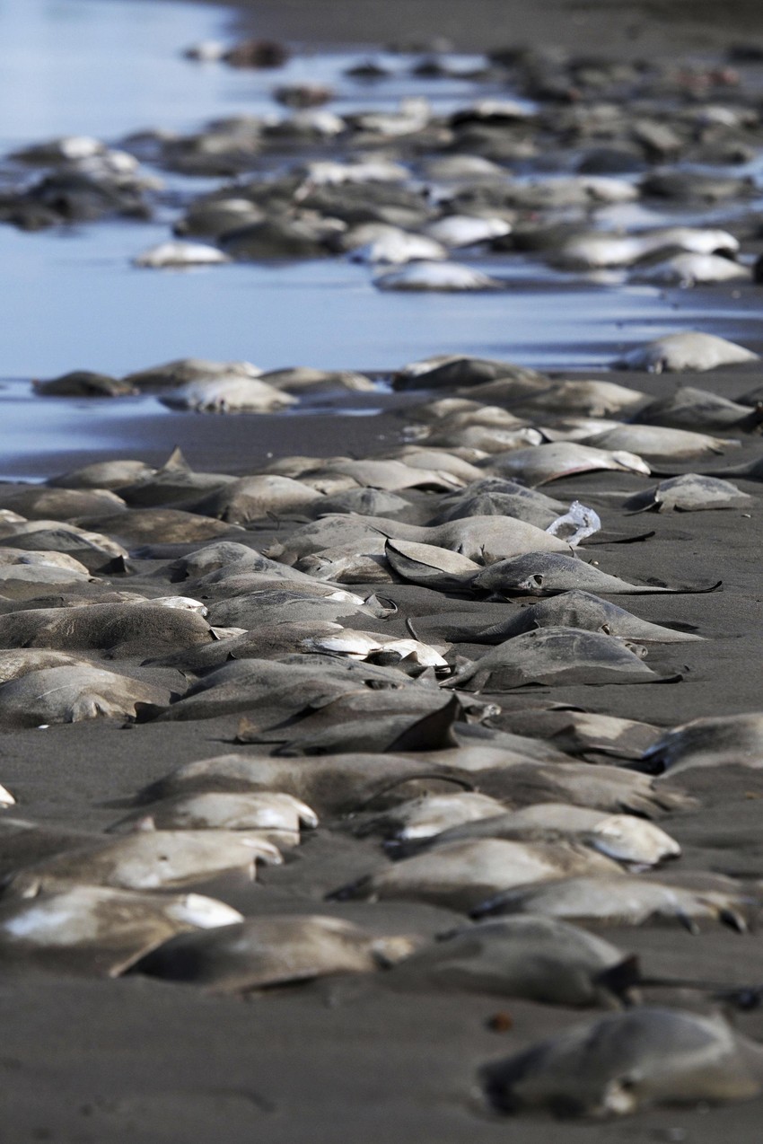 Preko 250 mrtvih raža na plaži u Verakruzu