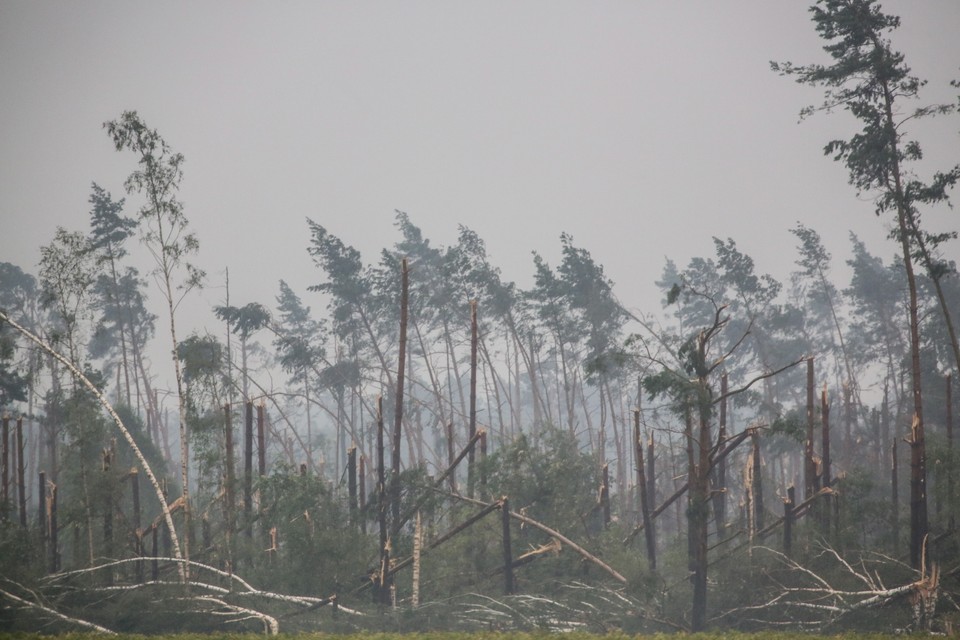 Widok na zniszczony las w miejscowości Lotyń