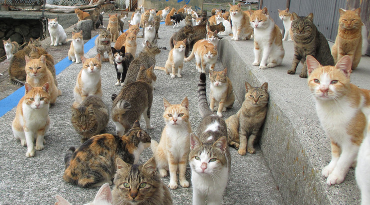 A japán Aosima szigetét ellepték a macskák / Fotó: AFP