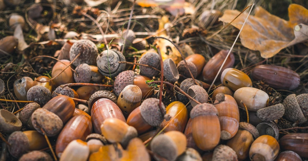 Jak zbierać żołędzie? Jest na to szybki sposób - zbieracz żołędzi. Czy się sprawdza
