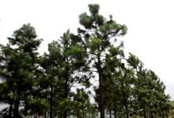 Będzie akcja przeciw dzikim wysypiskom śmieci w lasach