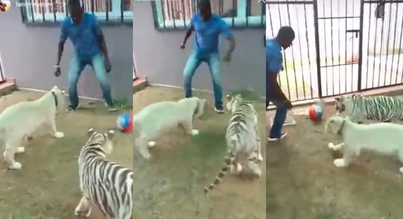 Freedom Jacob Ceaser shares video of his tigers playing football (WATCH)