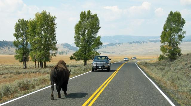 Galeria USA - Park Narodowy Yellowstone, obrazek 18