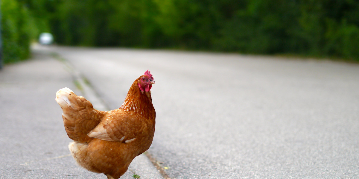 This isn't a joke: don't let your chicken cross the road in Georgia.