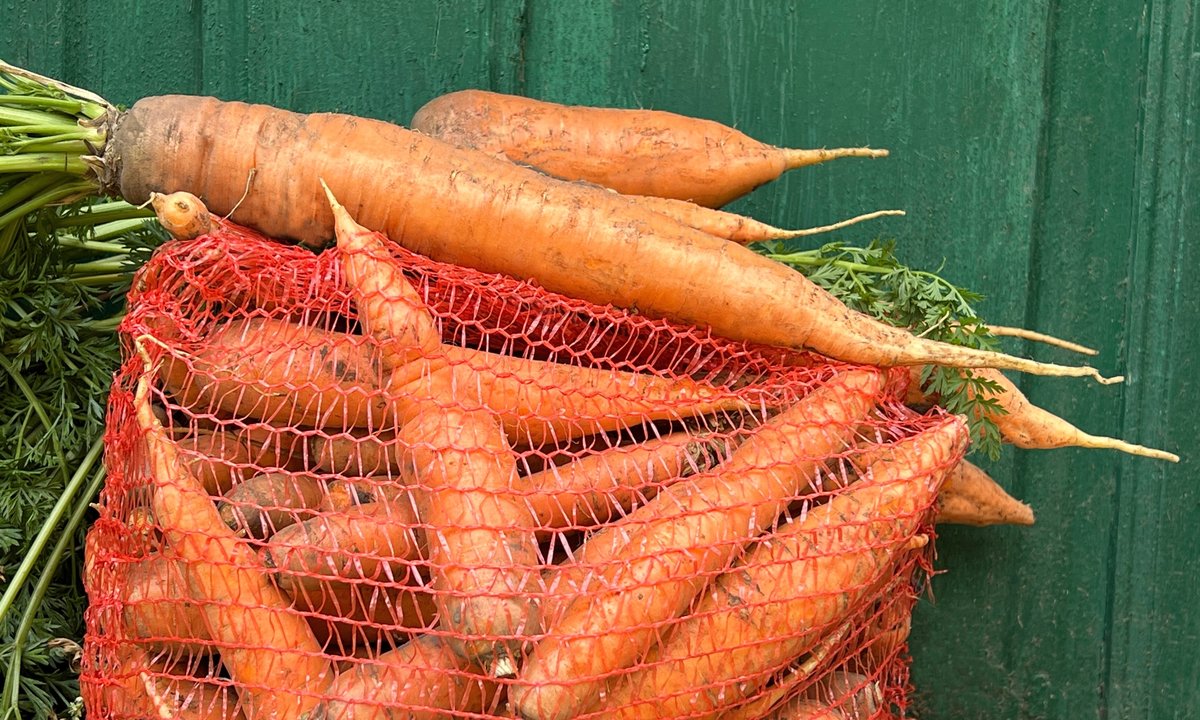 Jak przechowywać marchew, by zachowała świeżość przez całą zimę? Sprawdzony sposób, o którym wielu zapomniało
