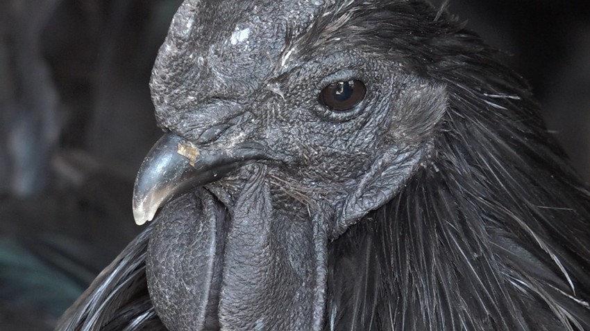 Najskuplje kokoške na svetu