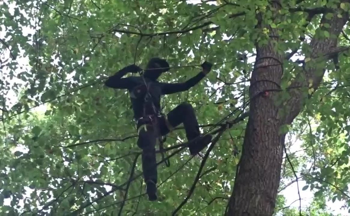 Niemieccy ekolodzy na drzewach