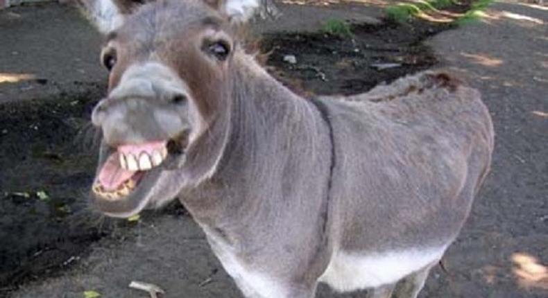 A man is in jail for 'loving' a donkey