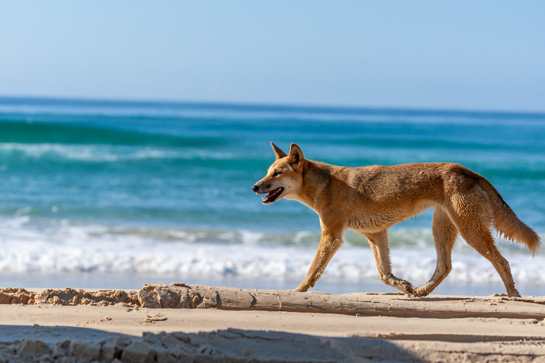 Pies dingo na Fraser Island
