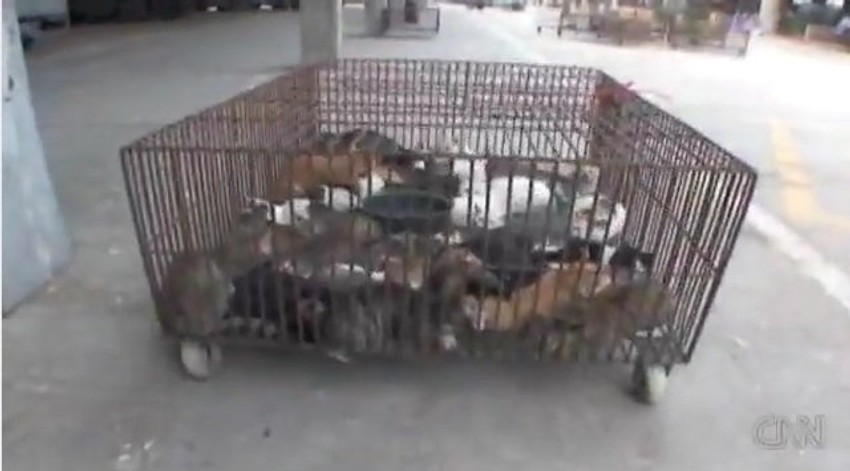 Jedan od kaveza u kojima se drže mačke pre nego što se prodaju restoranima