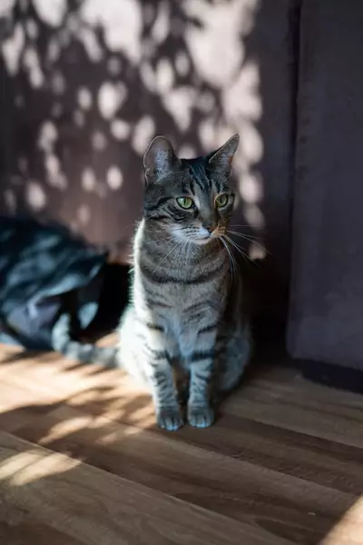Kotek Pepa, ważny członek rodziny, foto: Dominik Czerny 
