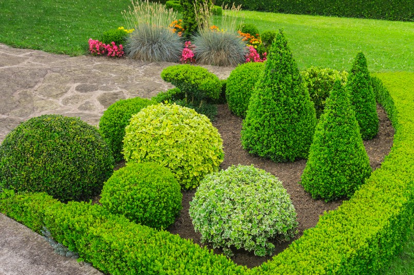 Żywopłot ogród Small,Ornamental,Garden,With,Spherical,And,Cone,Shaped,Bushes