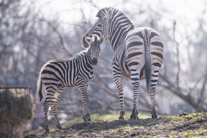 Nad Brukselka czuwa mama. Będzie przy niej wiele miesięcy