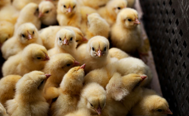 Kolejny przypadek ptasiej grypy w Holandii. Wybito już 230 tys. sztuk drobiu