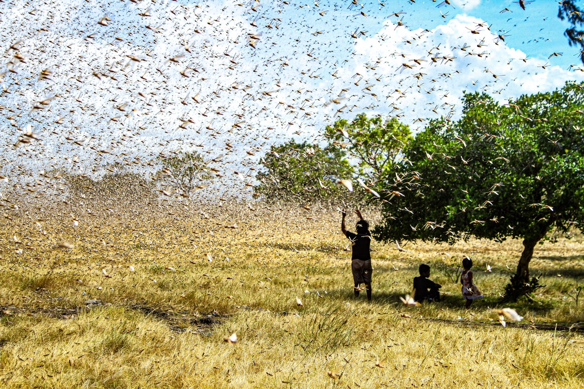 Szarańcza atakuje ukraińskich rolników. Władze oskarżają Rosję